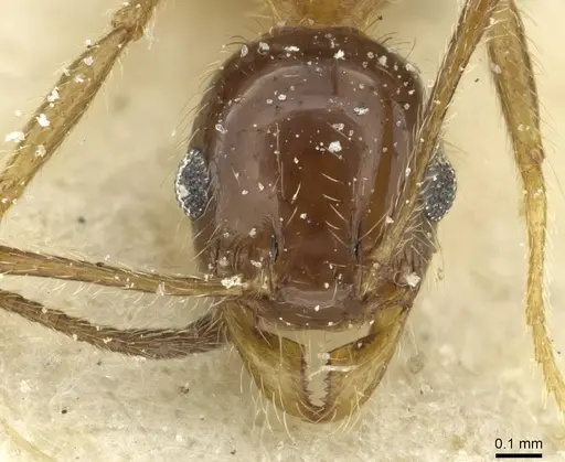 Pheidole peregrina specimen CASENT0913342 image casent0913342_2