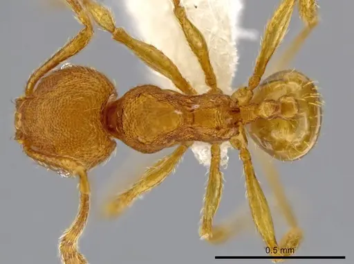 Pheidole perissothrix specimen CASENT0611501 image casent0611501_1