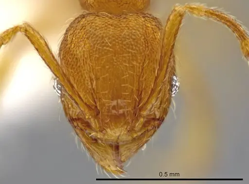 Pheidole perissothrix specimen CASENT0611501 image casent0611501_2