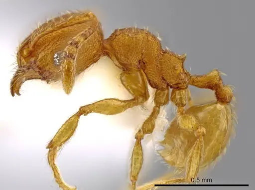 Pheidole perissothrix specimen CASENT0611501 image casent0611501_3