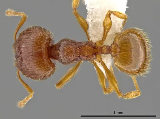 Pheidole perissothrix specimen CASENT0611573 image casent0611573_1