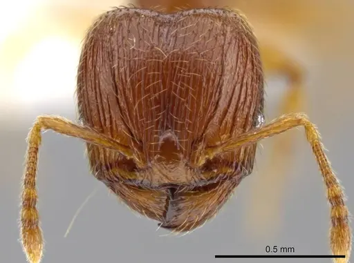Pheidole perissothrix specimen CASENT0611573 image casent0611573_2