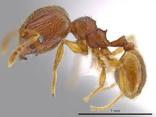 Pheidole perissothrix specimen CASENT0611573 image casent0611573_3