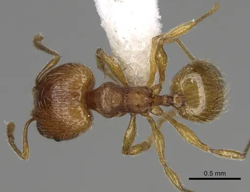 Pheidole perissothrix specimen CASENT0611574 image casent0611574_1