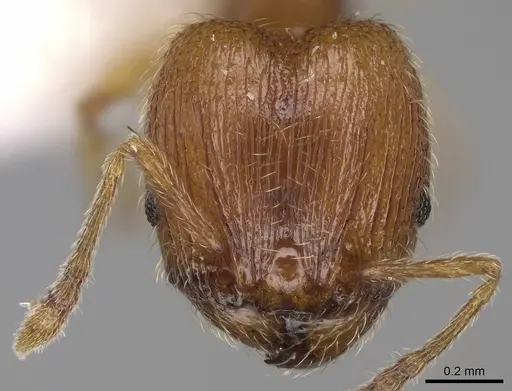 Pheidole perissothrix specimen CASENT0611574 image casent0611574_2