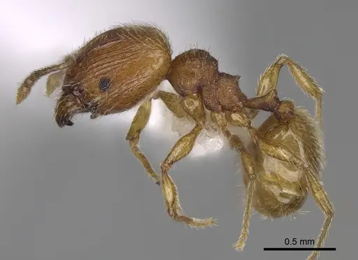 Pheidole perissothrix specimen CASENT0611574 image casent0611574_3