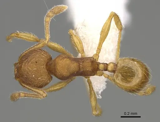 Pheidole perissothrix specimen CASENT0611576 image casent0611576_1