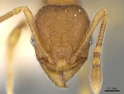 Pheidole perissothrix specimen CASENT0611576 image casent0611576_2