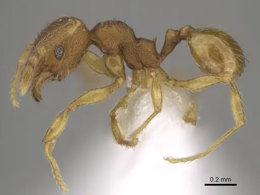 Pheidole perissothrix specimen CASENT0611576 image casent0611576_3