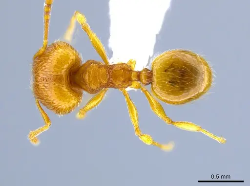 Pheidole perissothrix specimen CASENT0618005 image casent0618005_1