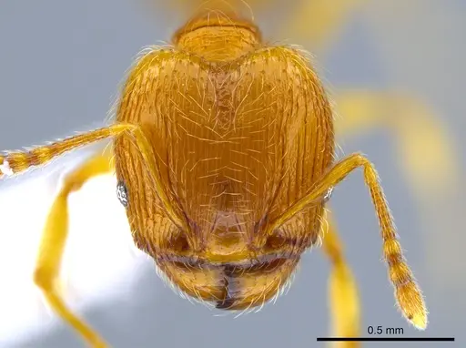 Pheidole perissothrix specimen CASENT0618005 image casent0618005_2