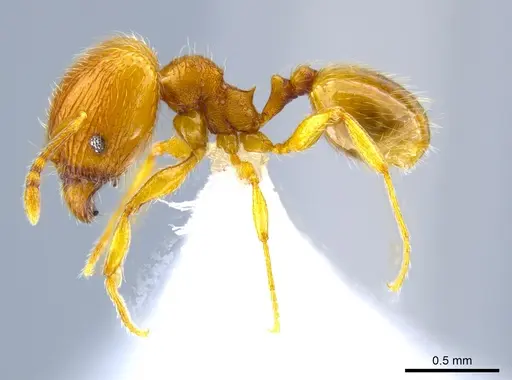 Pheidole perissothrix specimen CASENT0618005 image casent0618005_3