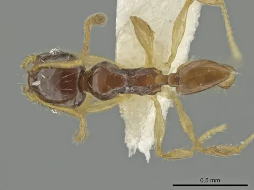 Pheidole perkinsi specimen CASENT0645847 image casent0645847_1