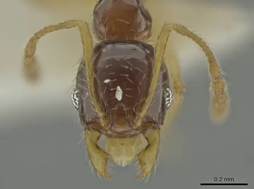 Pheidole perkinsi specimen CASENT0645847 image casent0645847_2