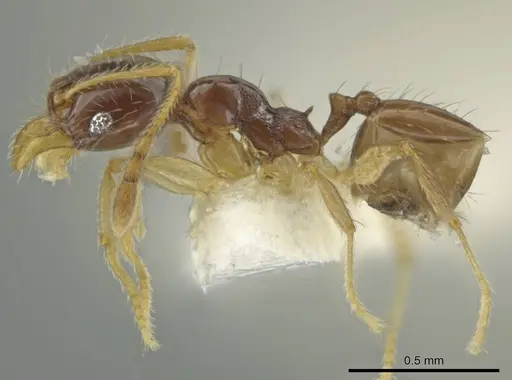Pheidole perkinsi specimen CASENT0645847 image casent0645847_3