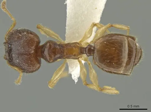 Pheidole perkinsi specimen JTLC000016489 image jtlc000016489_1