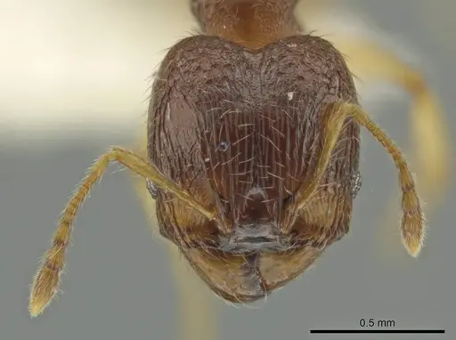 Pheidole perkinsi specimen JTLC000016489 image jtlc000016489_2
