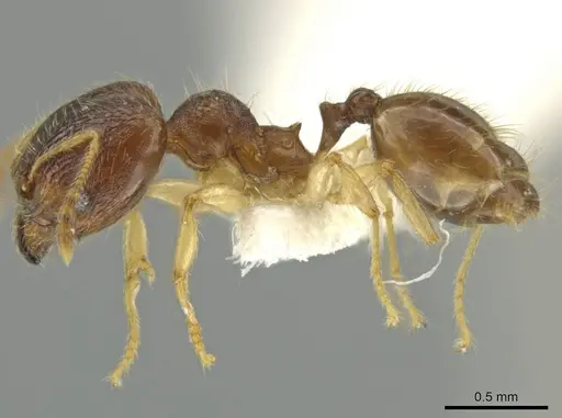 Pheidole perkinsi specimen JTLC000016489 image jtlc000016489_3
