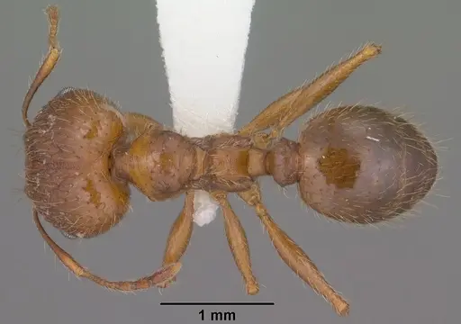 Pheidole perpilosa specimen CASENT0102888 image casent0102888_1