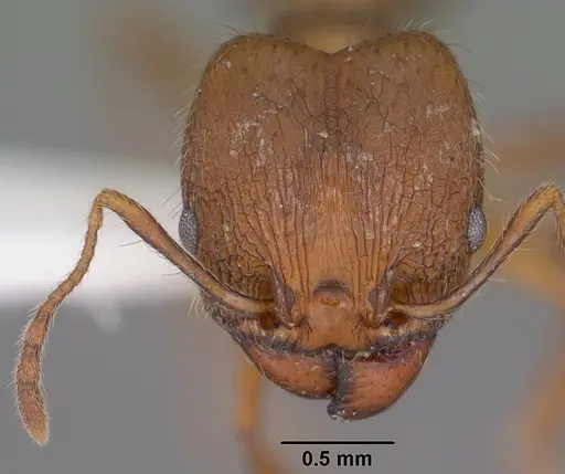 Pheidole perpilosa specimen CASENT0102888 image casent0102888_2