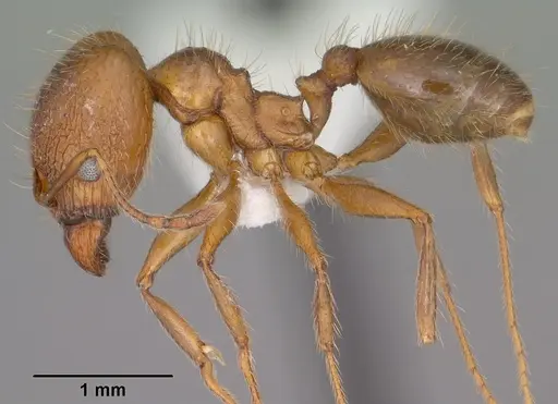 Pheidole perpilosa specimen CASENT0102888 image casent0102888_3