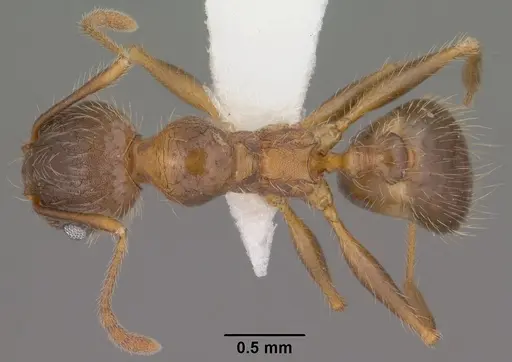 Pheidole perpilosa specimen CASENT0102889 image casent0102889_1