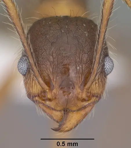 Pheidole perpilosa specimen CASENT0102889 image casent0102889_2