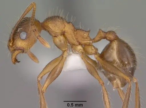 Pheidole perpilosa specimen CASENT0102889 image casent0102889_3