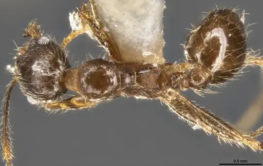 Pheidole perpilosa specimen CASENT0283508 image casent0283508_1