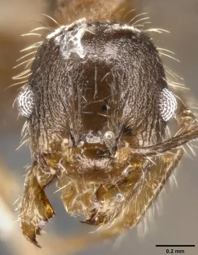 Pheidole perpilosa specimen CASENT0283508 image casent0283508_2