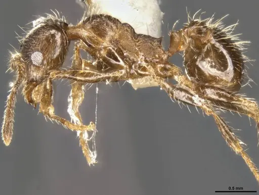 Pheidole perpilosa specimen CASENT0283508 image casent0283508_4