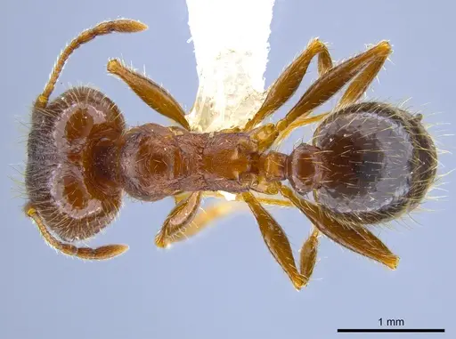Pheidole perpilosa specimen CASENT0619980 image casent0619980_1