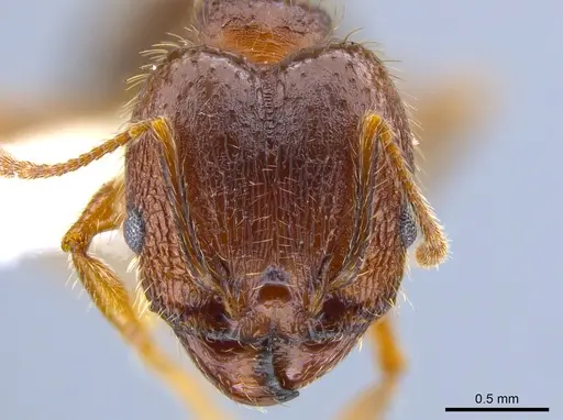 Pheidole perpilosa specimen CASENT0619980 image casent0619980_2