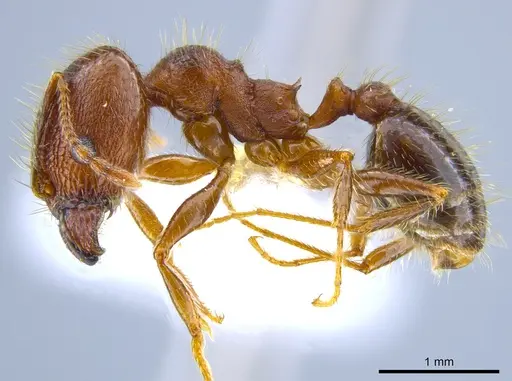 Pheidole perpilosa specimen CASENT0619980 image casent0619980_3