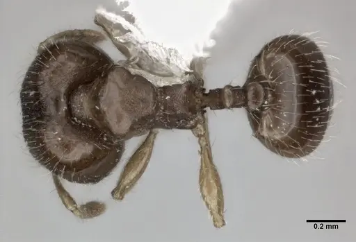 Pheidole perpusilla specimen CASENT0246085 image casent0246085_1