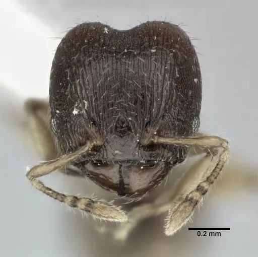Pheidole perpusilla specimen CASENT0246085 image casent0246085_2
