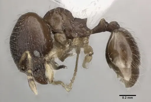 Pheidole perpusilla specimen CASENT0246085 image casent0246085_3