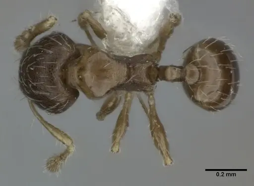 Pheidole perpusilla specimen CASENT0246086 image casent0246086_1