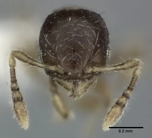 Pheidole perpusilla specimen CASENT0246086 image casent0246086_2