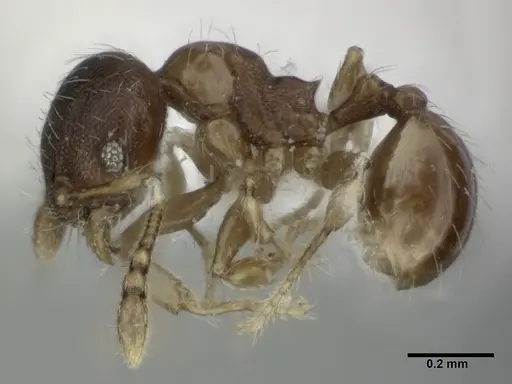 Pheidole perpusilla specimen CASENT0246086 image casent0246086_3