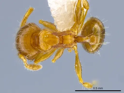Pheidole perpusilla specimen CASENT0611886 image casent0611886_1
