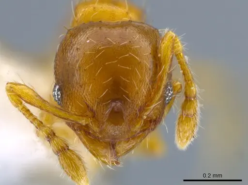Pheidole perpusilla specimen CASENT0611886 image casent0611886_2