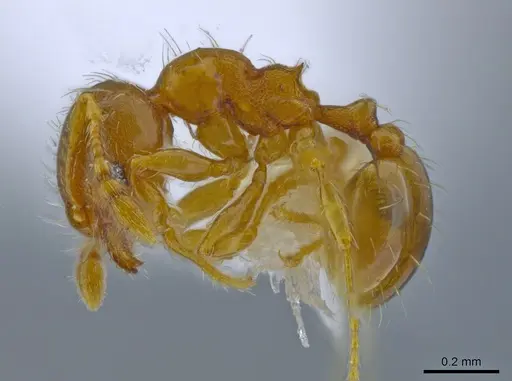 Pheidole perpusilla specimen CASENT0611886 image casent0611886_3
