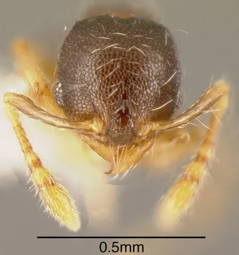 Pheidole perpusilla specimen CASENT0635503 image casent0635503_1