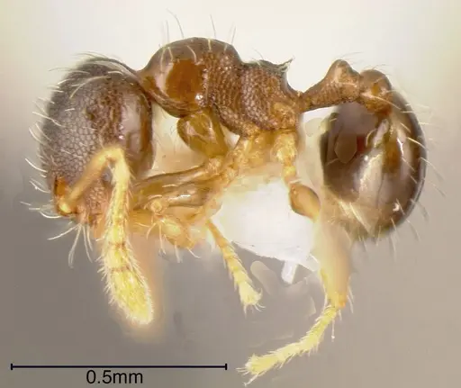 Pheidole perpusilla specimen CASENT0635503 image casent0635503_2