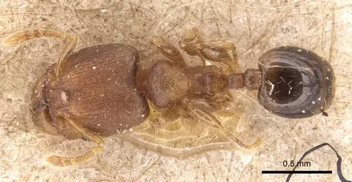 Pheidole perpusilla specimen CASENT0904414 image casent0904414_1