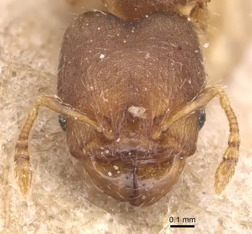Pheidole perpusilla specimen CASENT0904414 image casent0904414_2