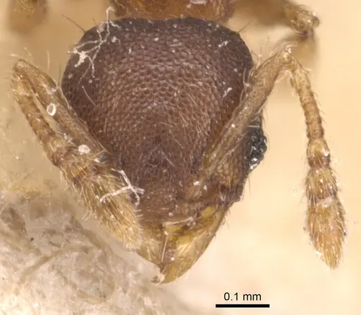 Pheidole perpusilla specimen CASENT0904415 image casent0904415_2