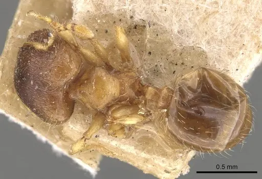 Pheidole perpusilla specimen CASENT0908313 image casent0908313_1