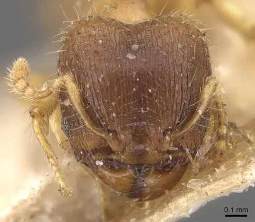 Pheidole perpusilla specimen CASENT0908313 image casent0908313_2